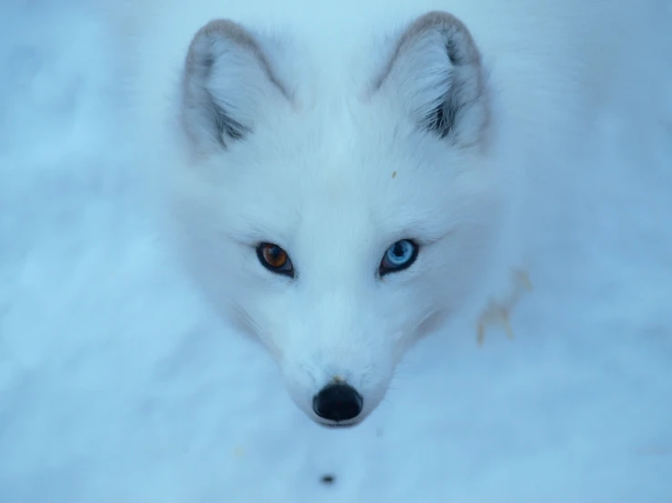 a white wolf staring into the camera with blue eyes