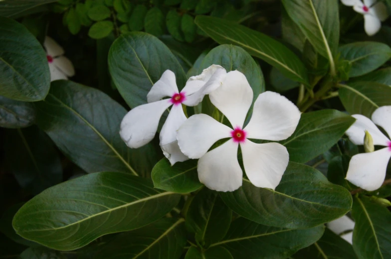 a close up of a group of white flowers