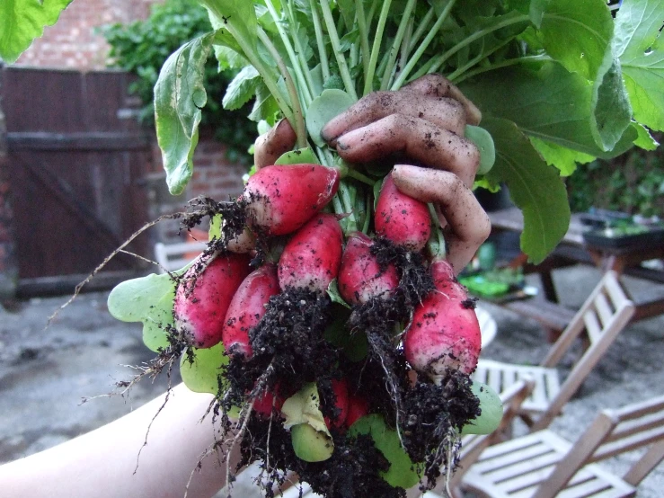 several radishes with some dirt in them, and several trees