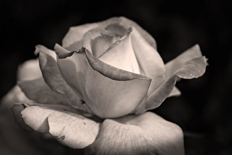 a large white rose that is in a flower