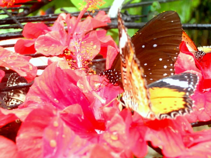 a group of erflies sitting on the flowers