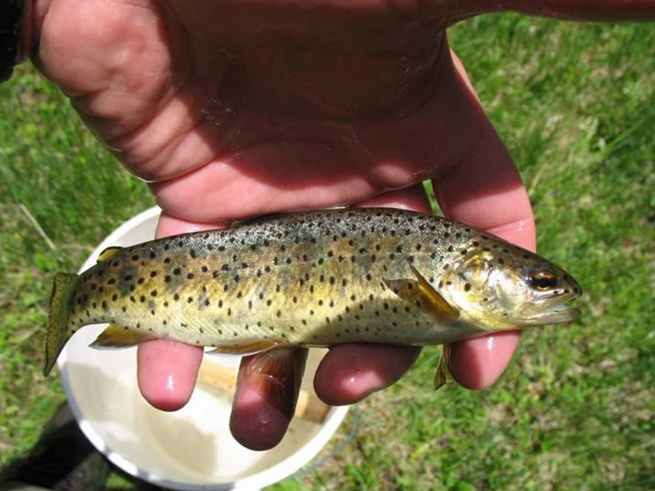 a brown and black fish sitting in a white bucket