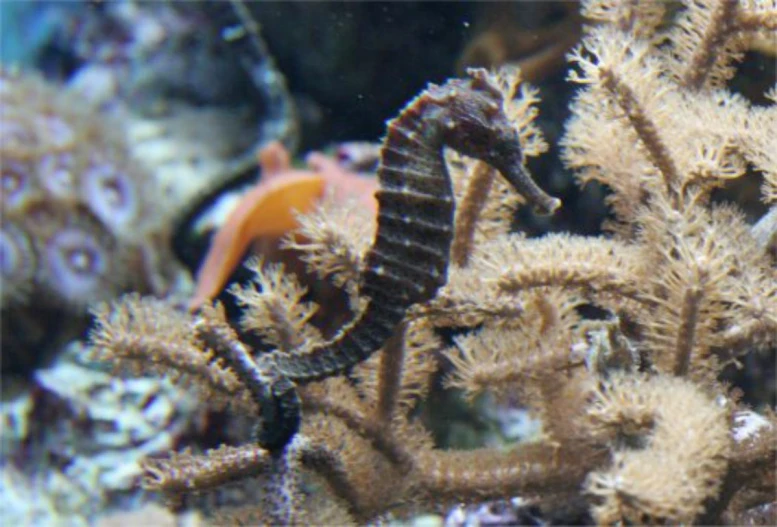 a sea horse crawling amongst sea sponges on the water