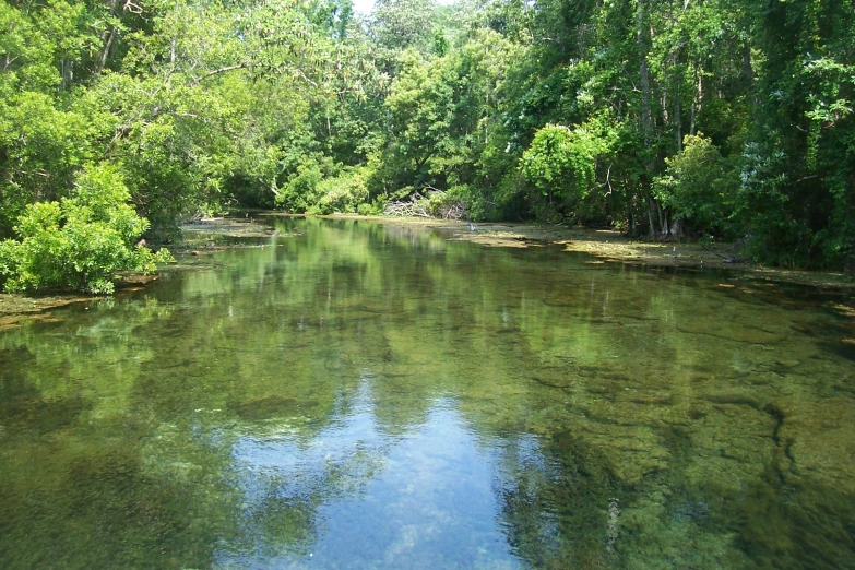 trees lining the river by the shoreline are reflected in the water