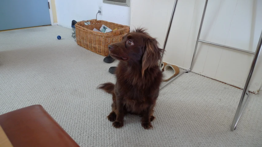 a brown dog with his head up and his paws up