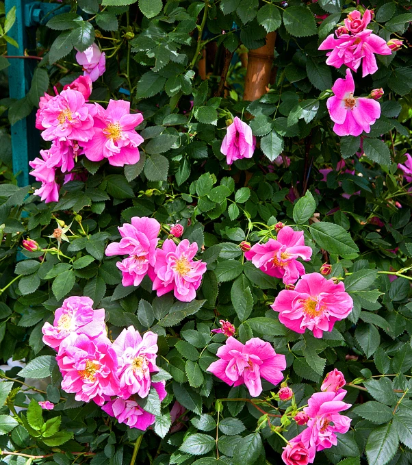 pink flowers growing in a garden with leaves