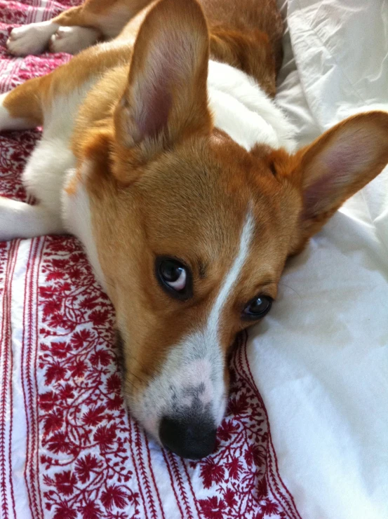 a small brown dog laying on top of a white and red blanket