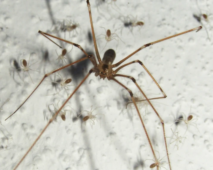 this large spider is standing on the snow