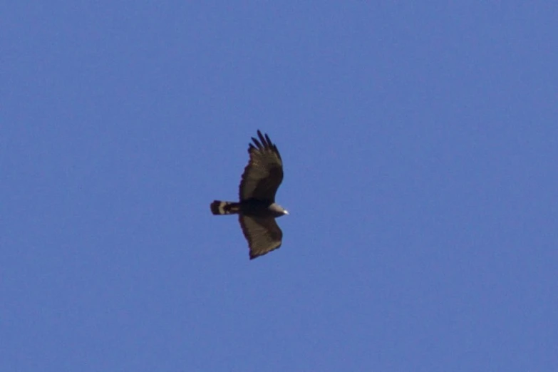 an eagle flying through the sky with its tail outstretched