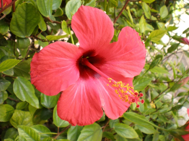 large pink flower sitting on top of green leaves