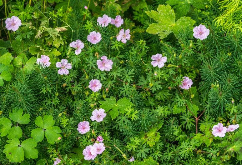 several purple flowers and green plants are in the woods