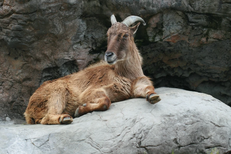 a goat that is laying down on some rock