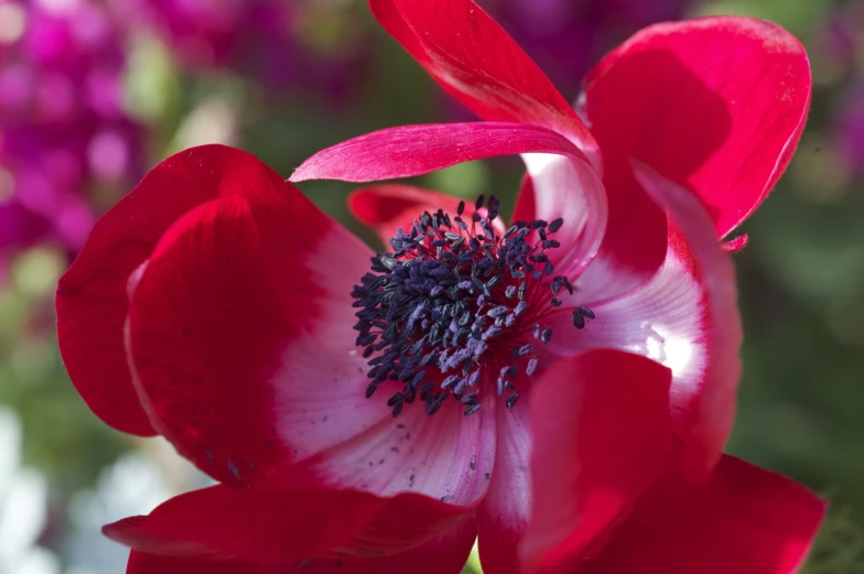a large red flower blooming in a garden