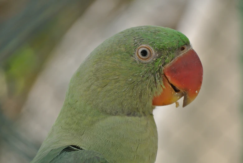 green bird standing on a tree nch with a red and yellow beak