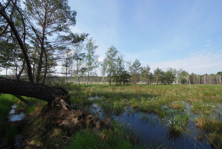 the large field is surrounded by water and trees