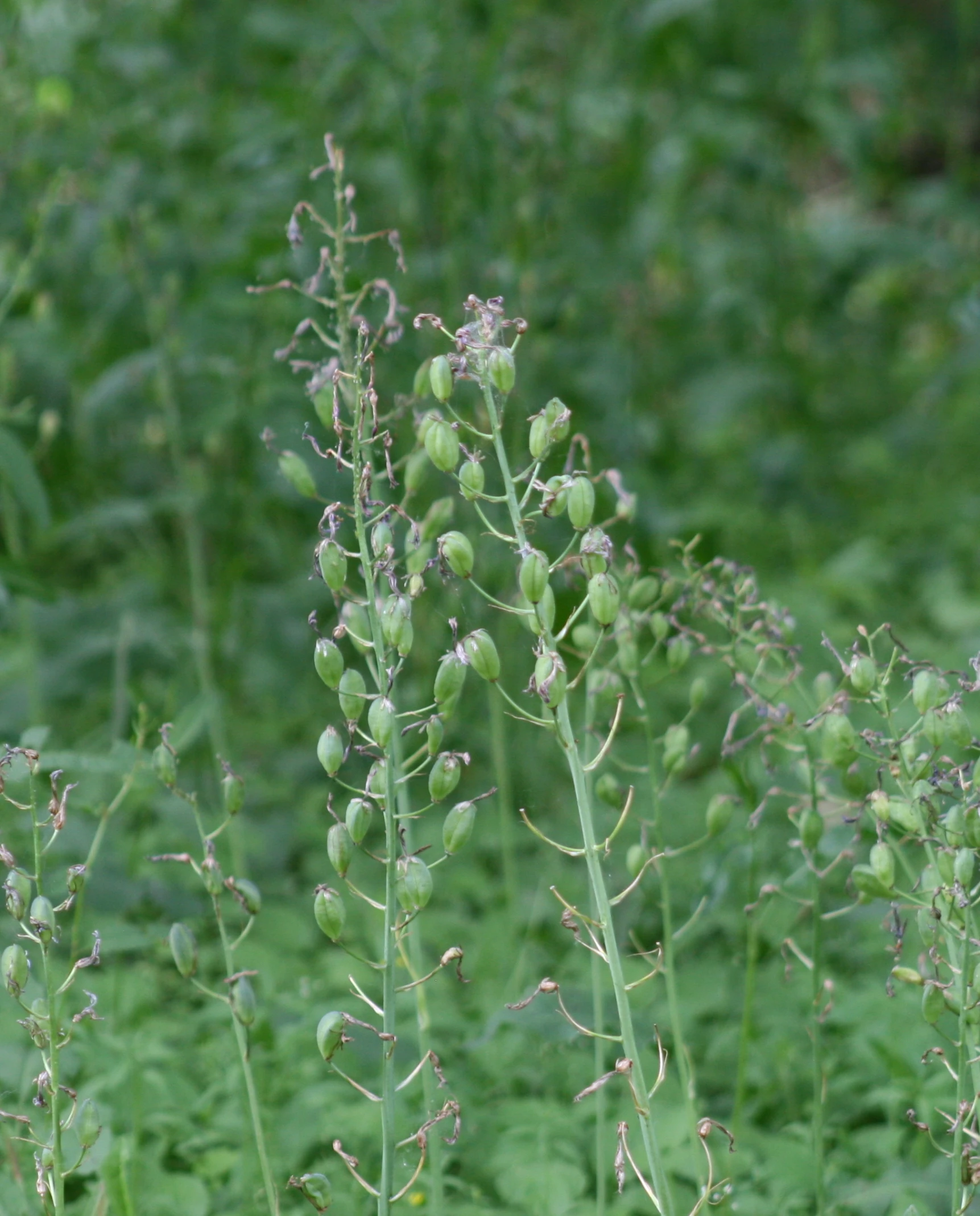 a plant with little red flowers growing on it