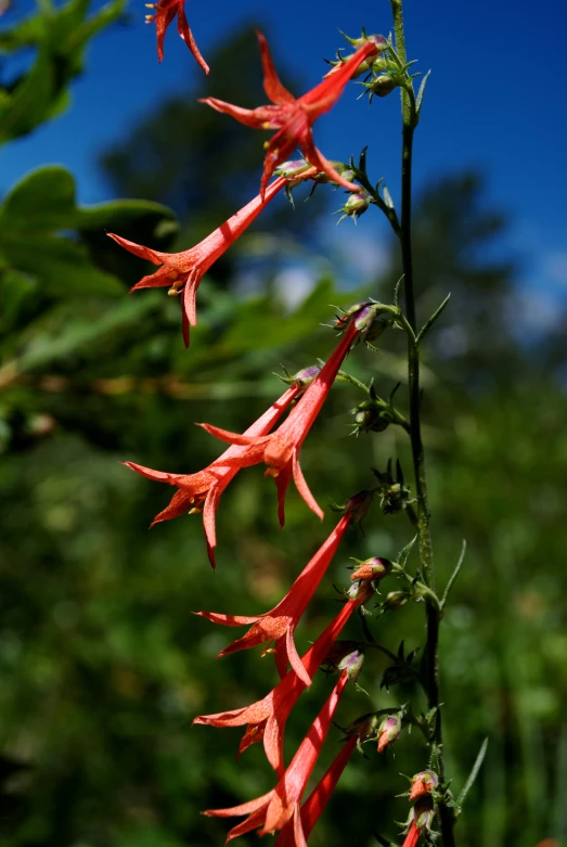 a large orange flower is on a stem