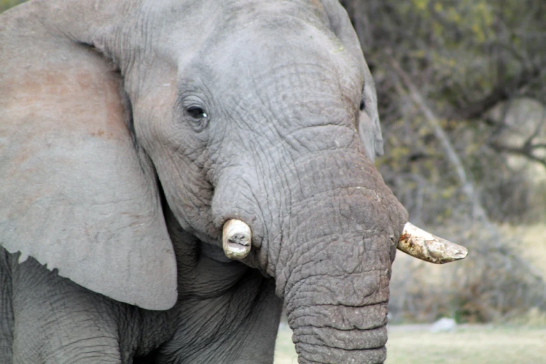 an elephant with large ears and two trunks