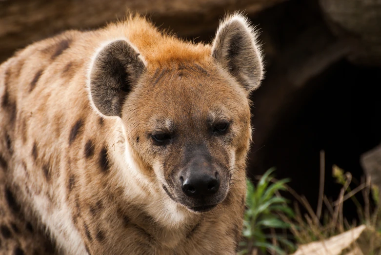 a close up of a hyena with his eyes closed
