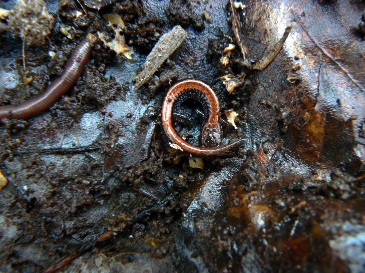 small red and orange worms are next to a leaf