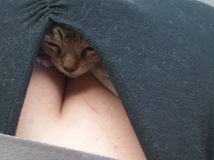 a small cat is peeking through the hood of someone's sweater