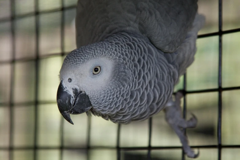 a close up of a parrot on the cage of a caged animal enclosure