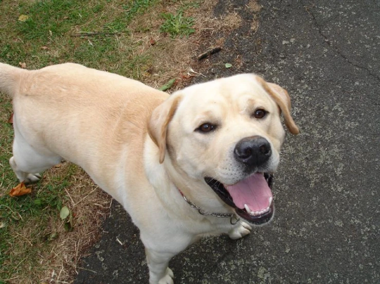 a brown dog standing on the side of the road