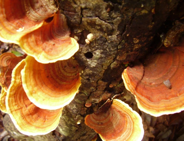 the bright orange mushrooms grow on this tree stump