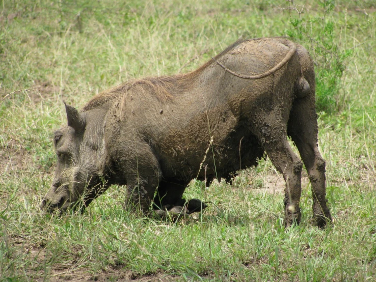 the big boar is trying to sleep on the ground