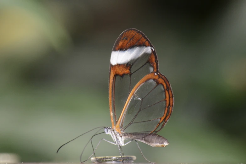 a close up image of a erfly's wing, sitting on a glass