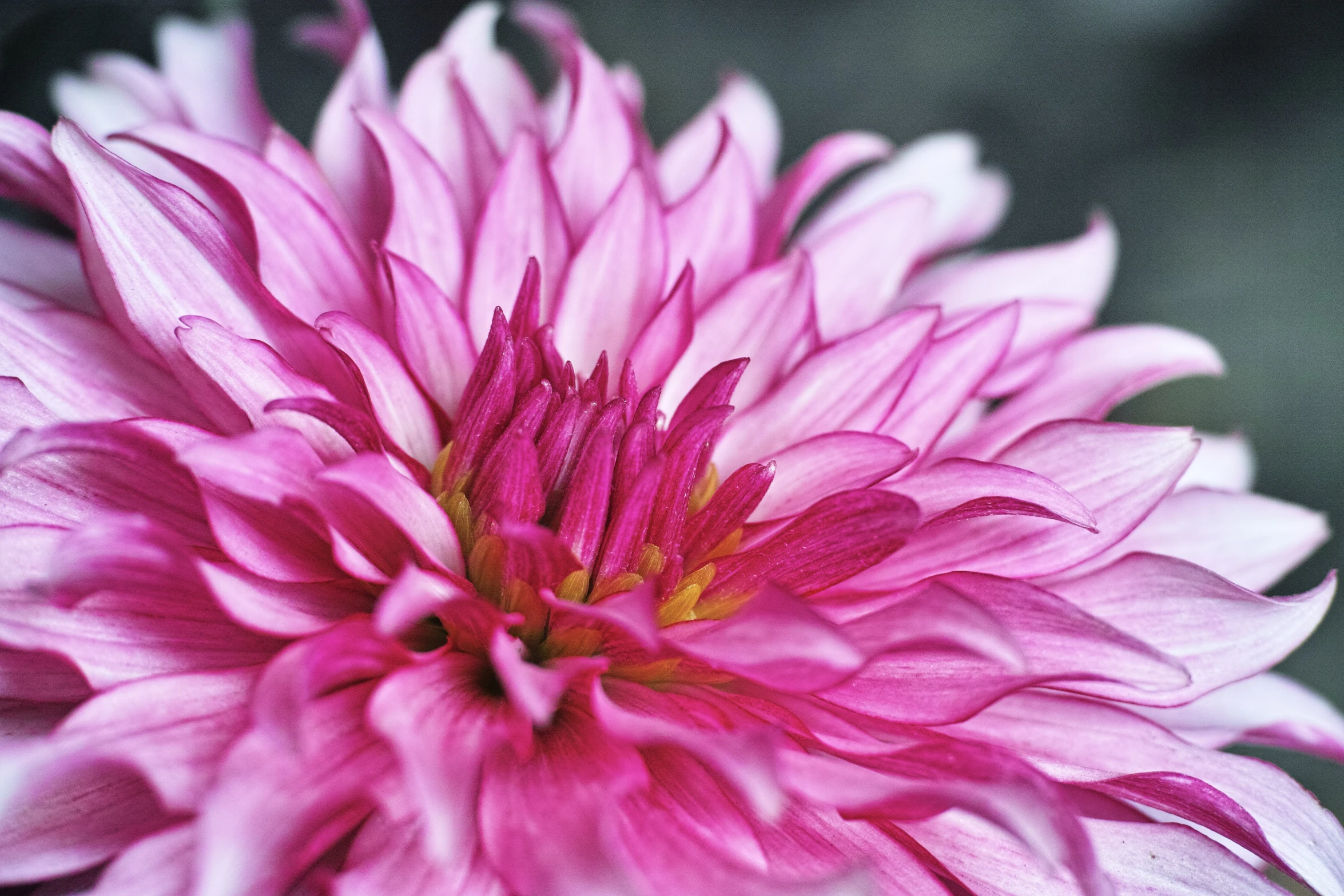 an extreme close up s of a flower