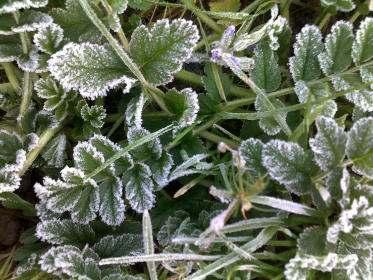 some frosty plants are growing on the ground