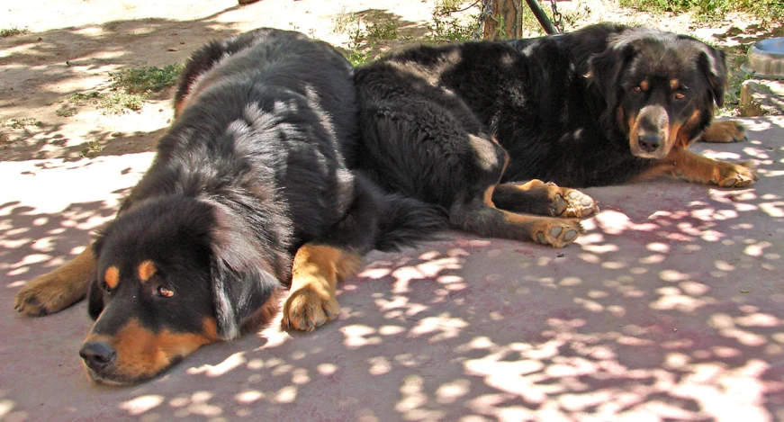 two dogs laying next to each other on the sidewalk