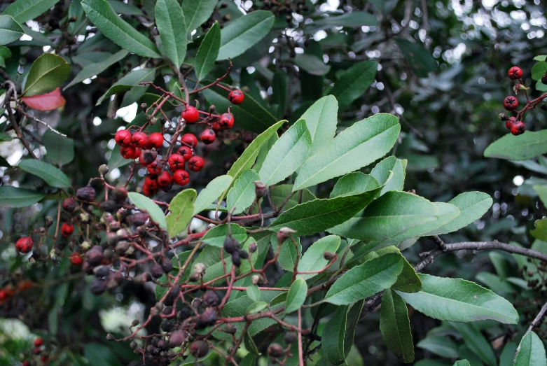 berries hanging from a tree near the nches