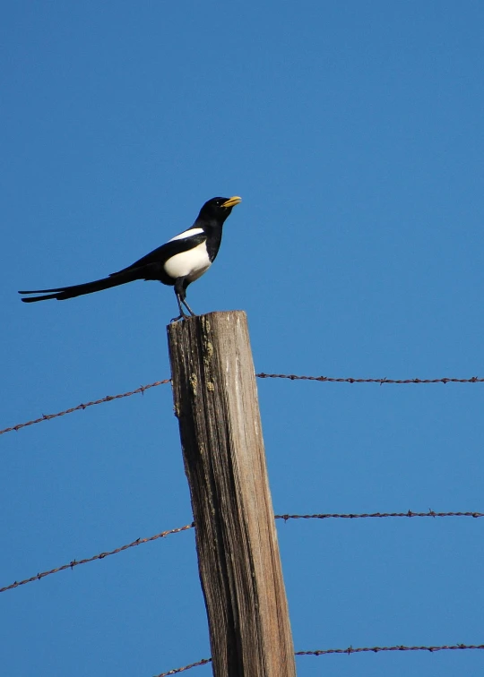 a bird is standing on a fence post