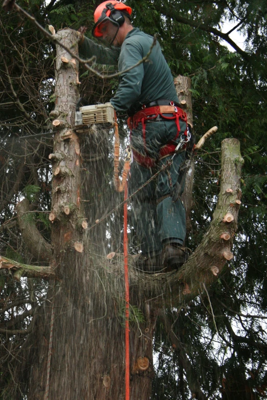 an arbor is working on an overhead tree line