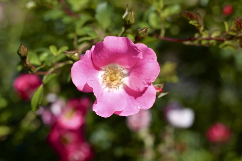 a pink flower is blooming in the green