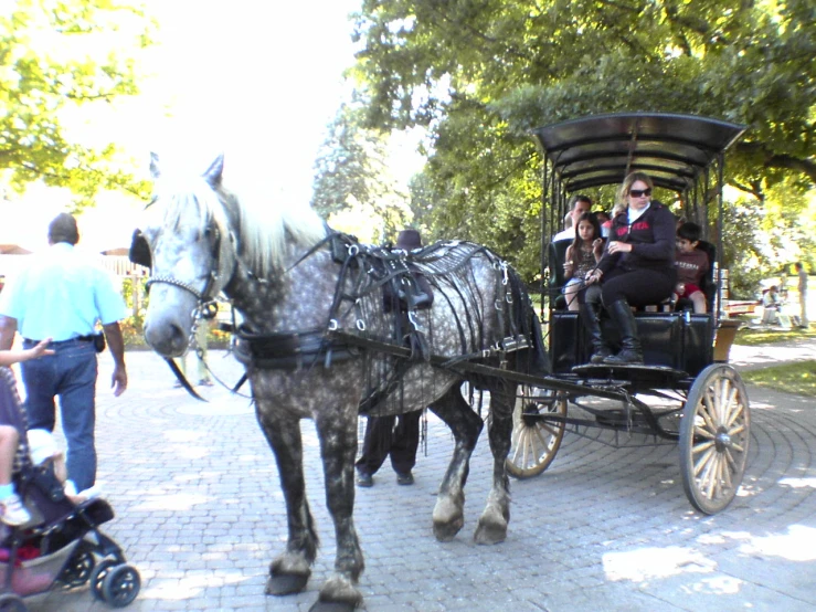 people riding on a horse drawn carriage