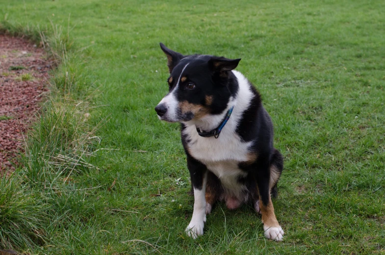 a close up of a dog sitting on a field