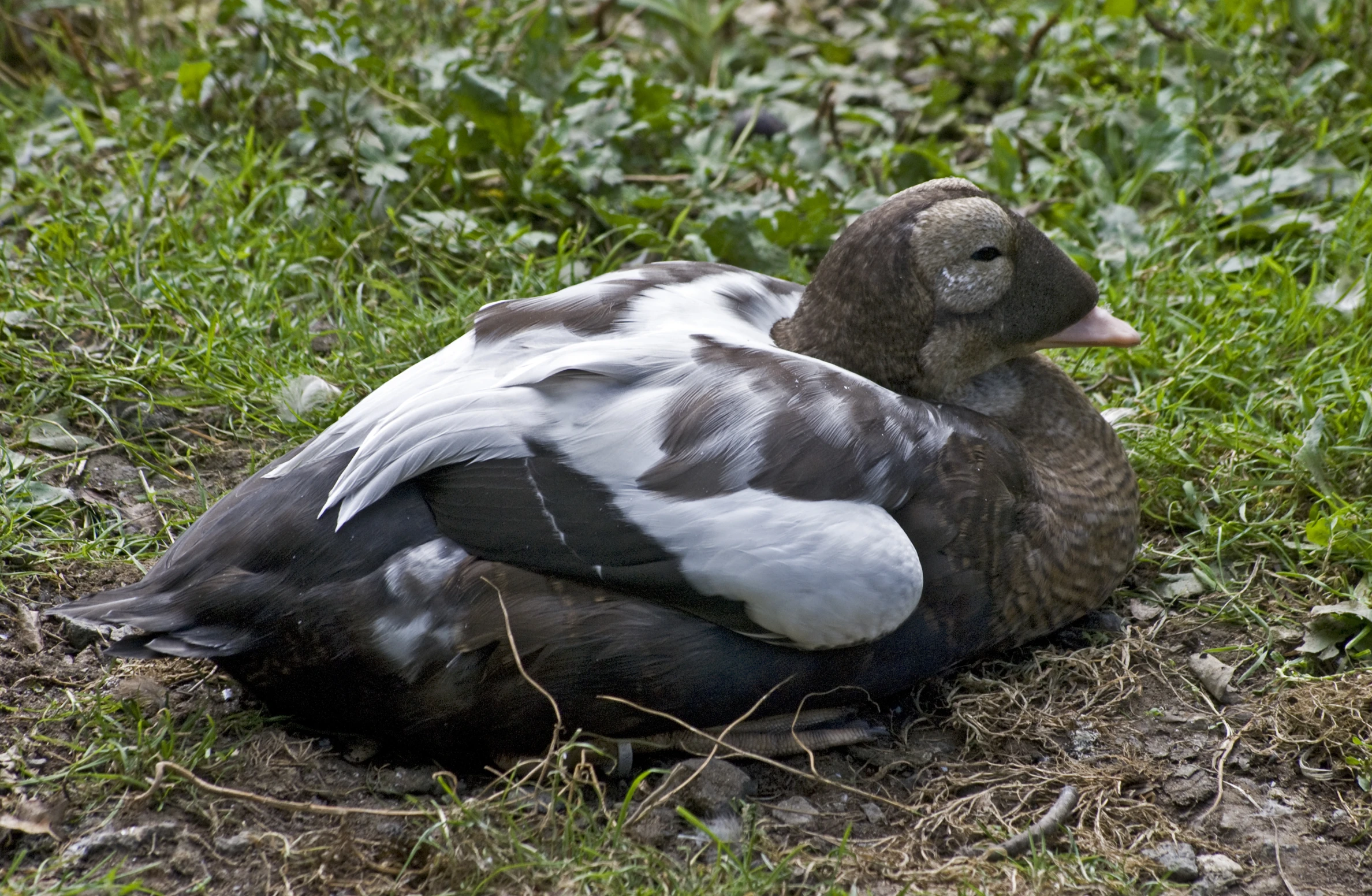 a bird with black and white feathers laying in grass