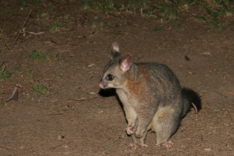 a small animal in the middle of dirt