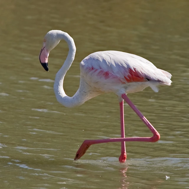 a bird with a pink leg and long legs standing in water