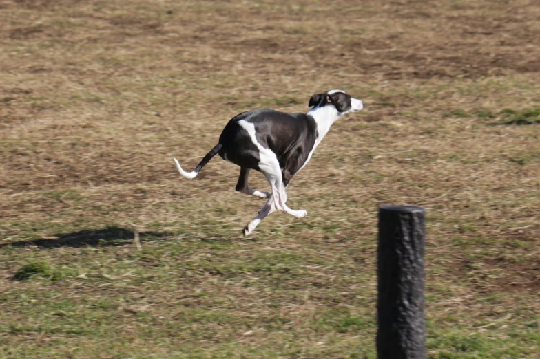 a dog jumps into the air after jumping over a fence post