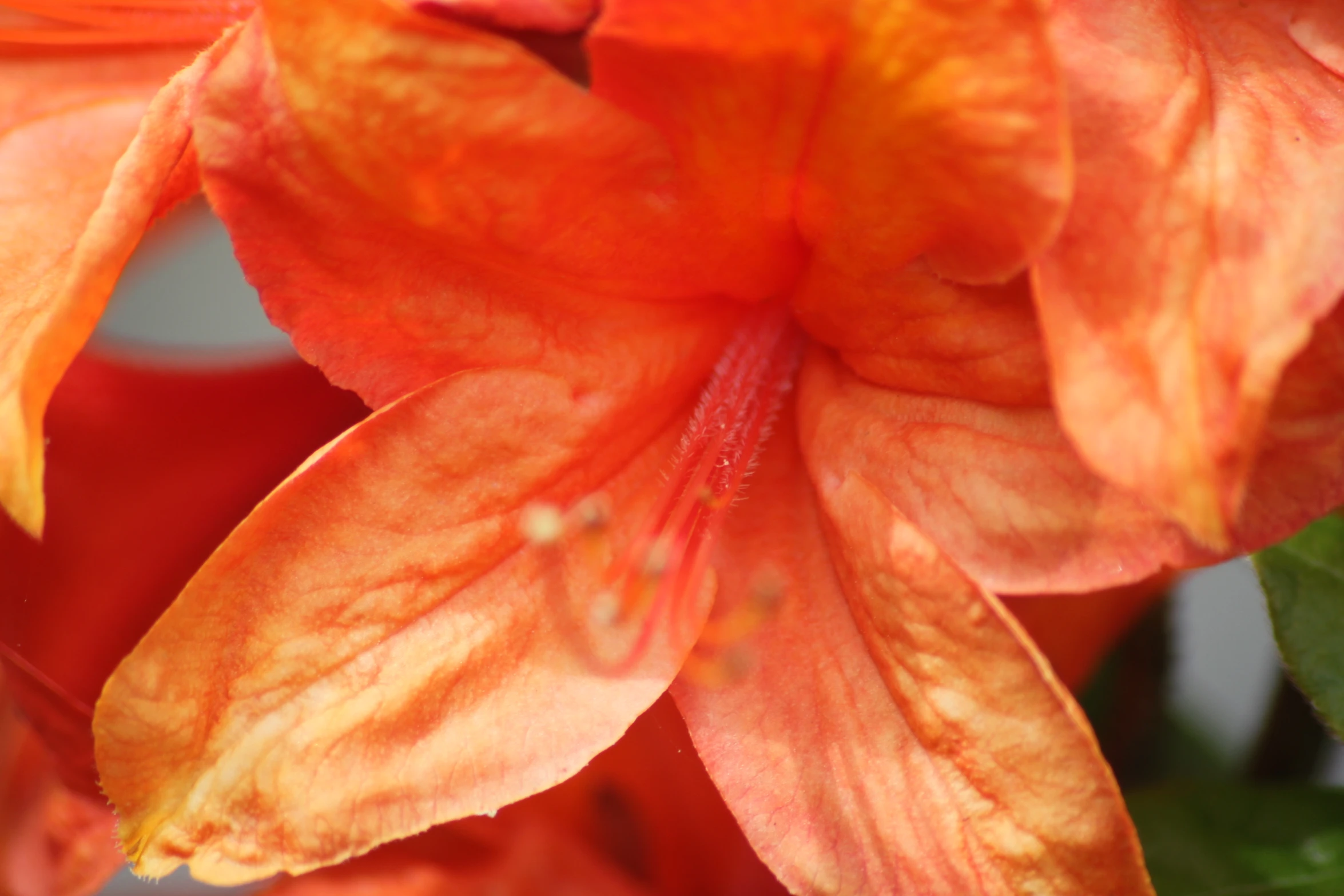 a close - up of the center of a large flower