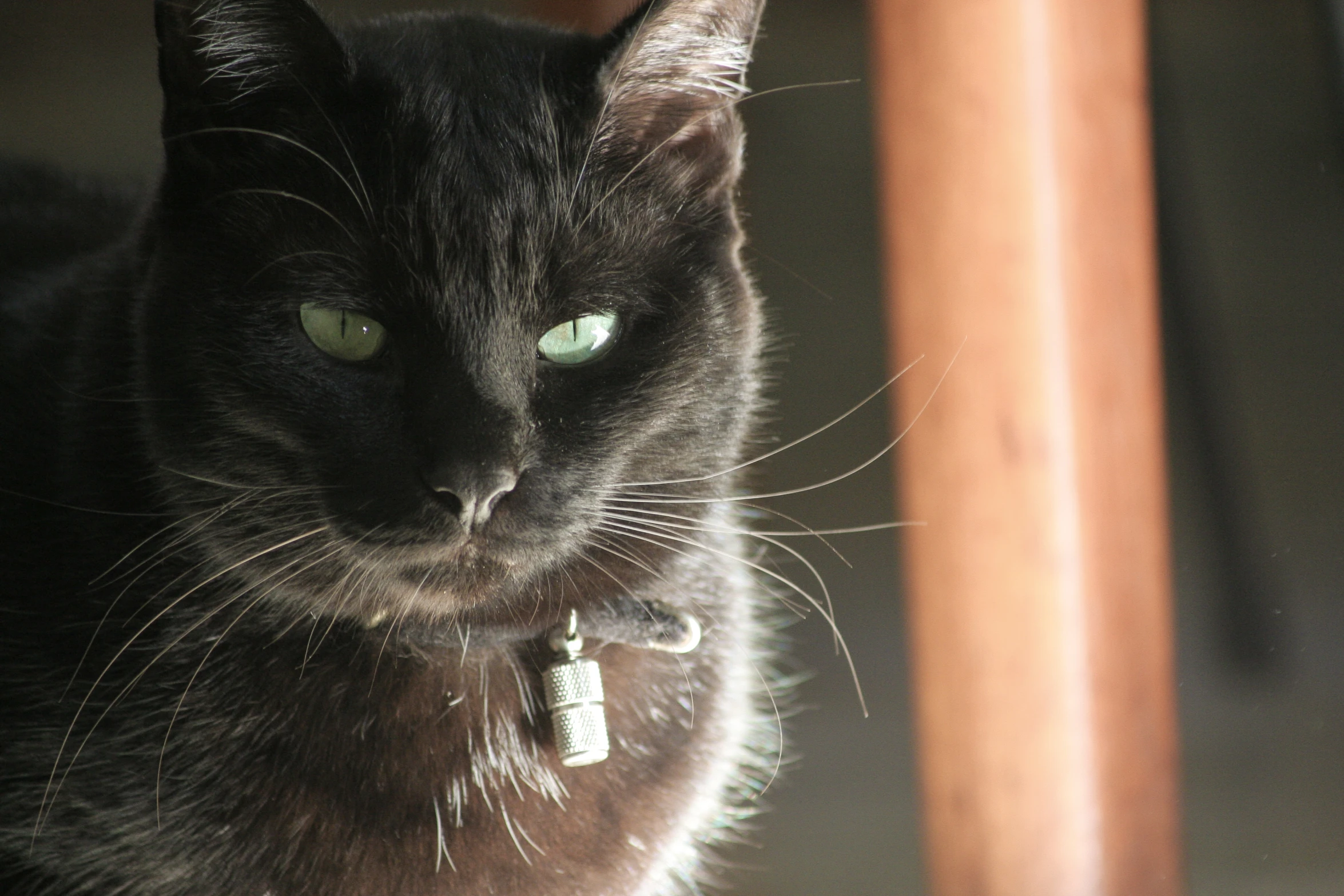 a black cat is shown sitting on the chair