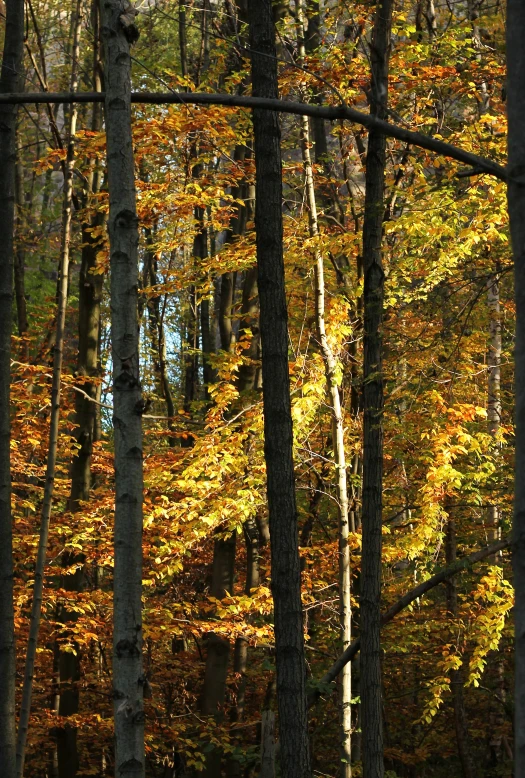 the woods are filled with orange, yellow and green trees