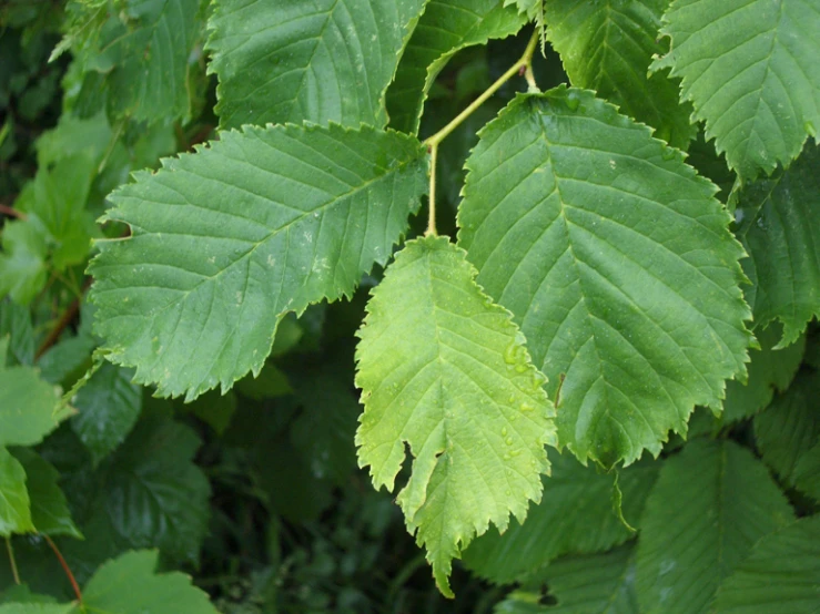 a plant with large leaves and light green leaves
