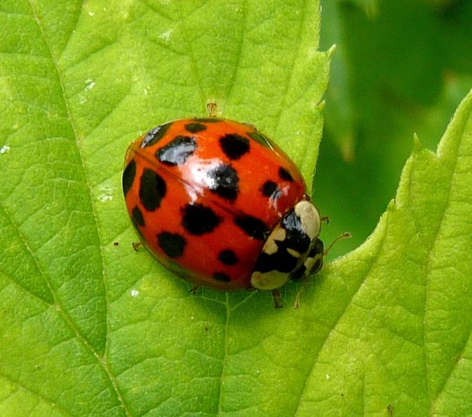 a very colorful ladybug sitting on top of a green leaf