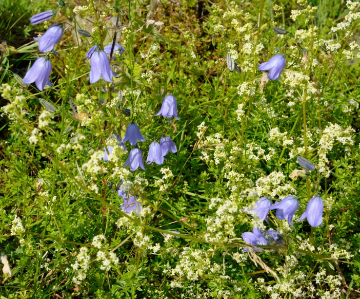 many small blue and white flowers in some grass