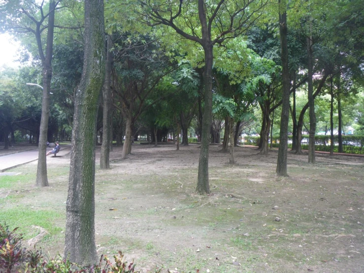 a park with several trees on the grass